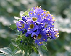 Polemonium chartaceum